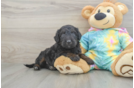 Mini Aussiedoodle Puppy for Adoption