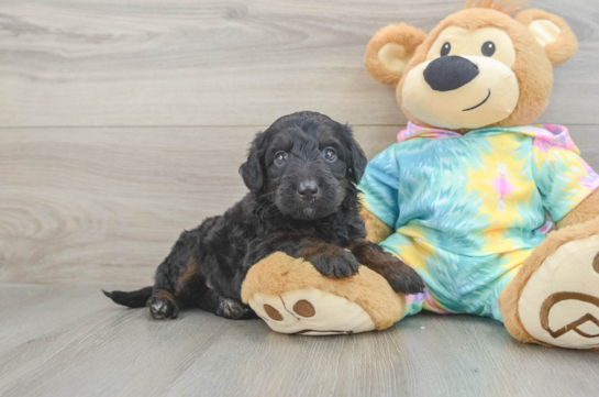 Mini Aussiedoodle Puppy for Adoption