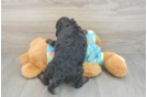 Mini Aussiedoodle Puppy for Adoption