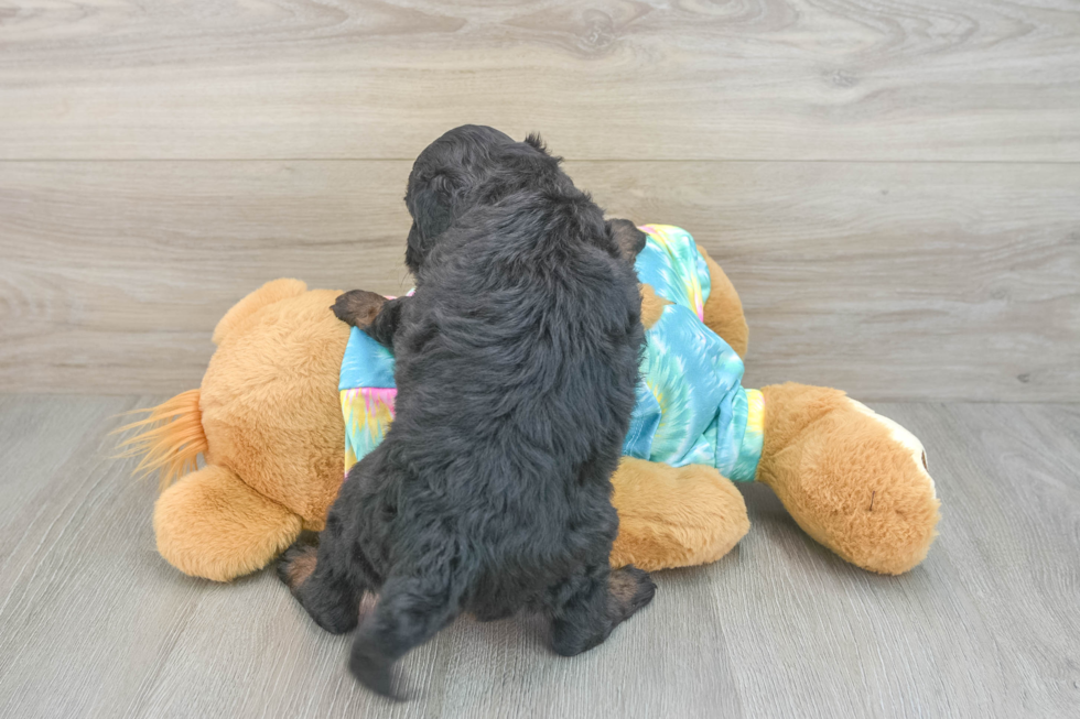 Mini Aussiedoodle Puppy for Adoption