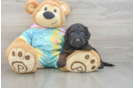 Mini Aussiedoodle Puppy for Adoption
