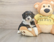 8 week old Mini Aussiedoodle Puppy For Sale - Florida Fur Babies