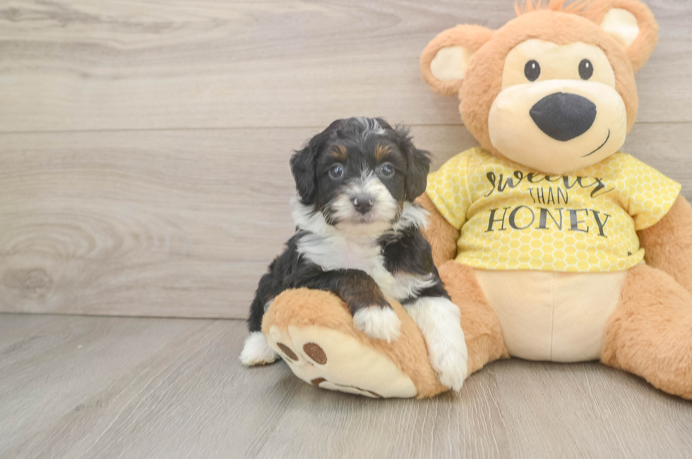 5 week old Mini Aussiedoodle Puppy For Sale - Florida Fur Babies