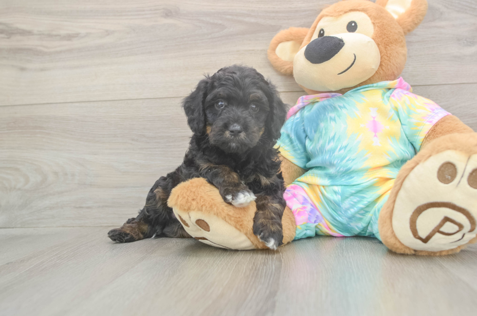 5 week old Mini Aussiedoodle Puppy For Sale - Florida Fur Babies