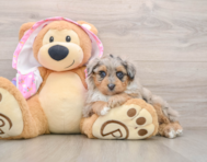 7 week old Mini Aussiedoodle Puppy For Sale - Florida Fur Babies
