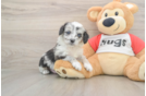 Energetic Aussie Poo Poodle Mix Puppy