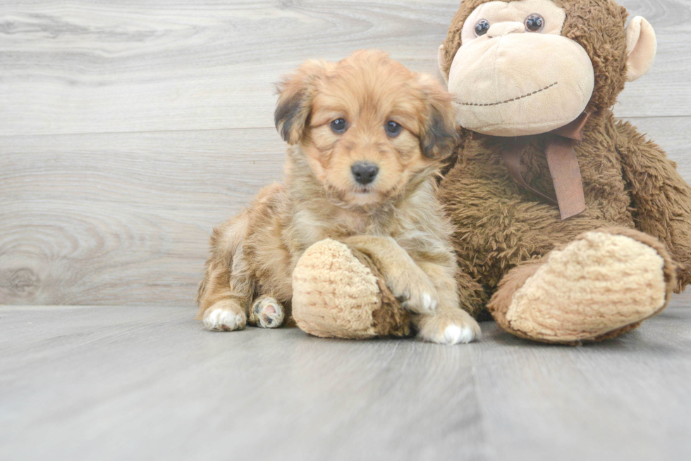 Best Mini Aussiedoodle Baby