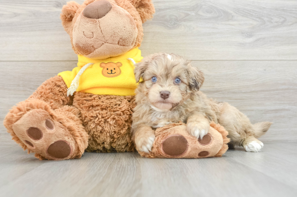 6 week old Mini Aussiedoodle Puppy For Sale - Florida Fur Babies