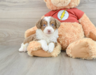 7 week old Mini Aussiedoodle Puppy For Sale - Florida Fur Babies