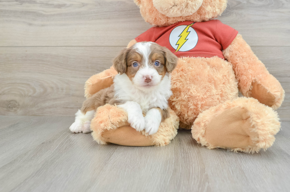 7 week old Mini Aussiedoodle Puppy For Sale - Florida Fur Babies