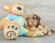 8 week old Mini Aussiedoodle Puppy For Sale - Florida Fur Babies