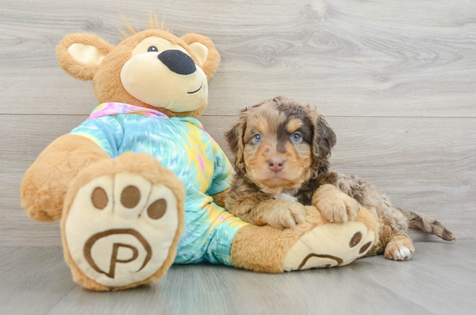 6 week old Mini Aussiedoodle Puppy For Sale - Florida Fur Babies