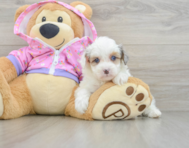 8 week old Mini Aussiedoodle Puppy For Sale - Florida Fur Babies