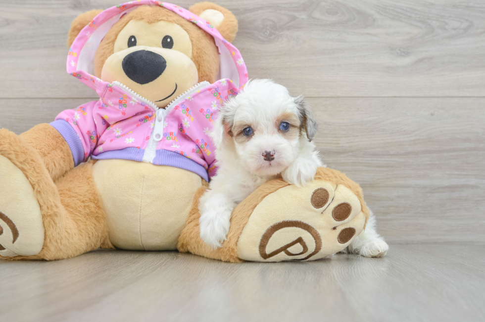 5 week old Mini Aussiedoodle Puppy For Sale - Florida Fur Babies