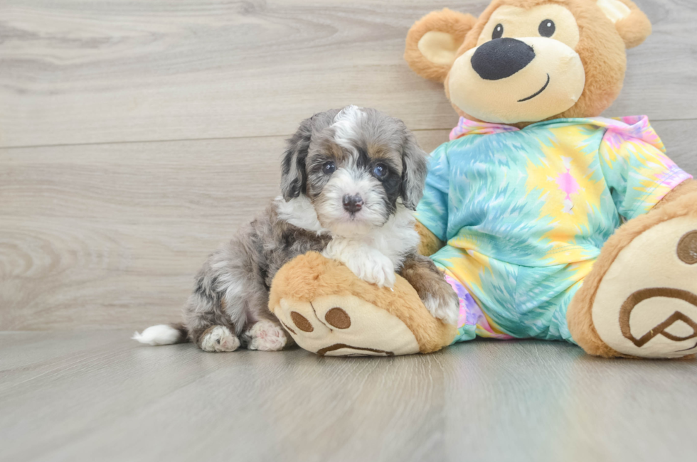 5 week old Mini Aussiedoodle Puppy For Sale - Florida Fur Babies