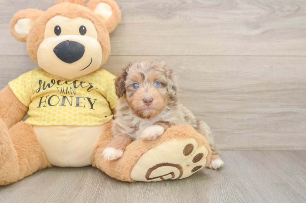 5 week old Mini Aussiedoodle Puppy For Sale - Florida Fur Babies