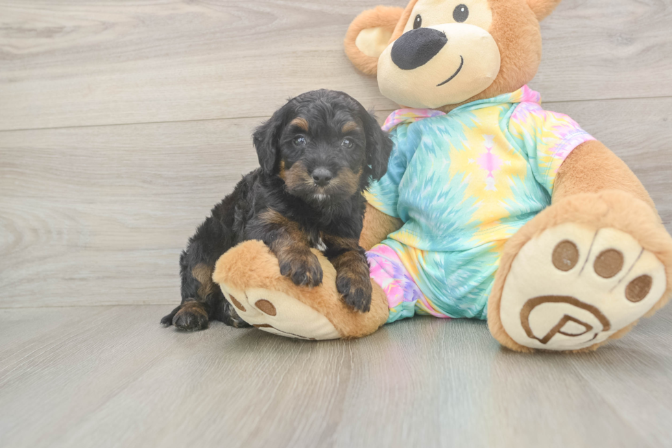 Smart Mini Aussiedoodle Poodle Mix Pup
