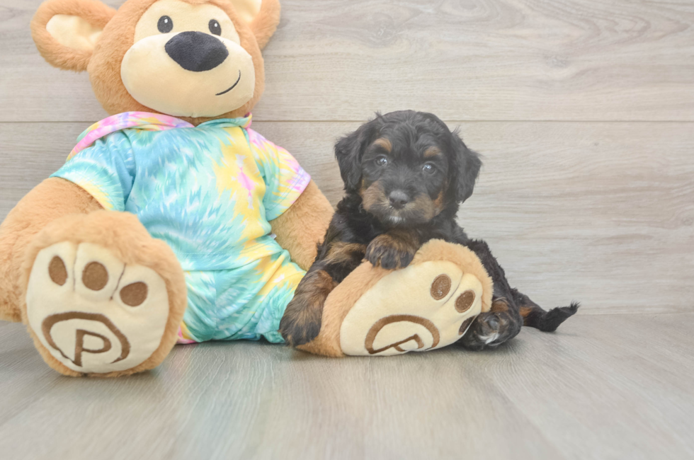 5 week old Mini Aussiedoodle Puppy For Sale - Florida Fur Babies