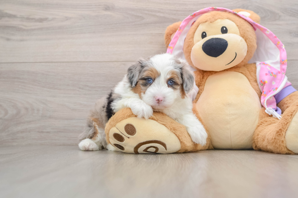 Best Mini Aussiedoodle Baby