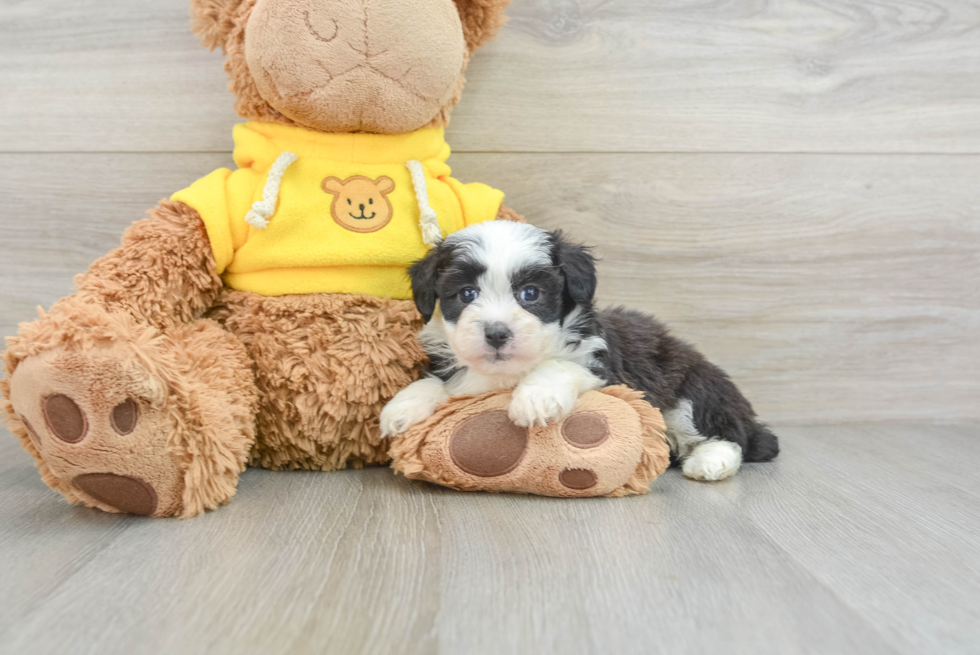 Best Mini Aussiedoodle Baby