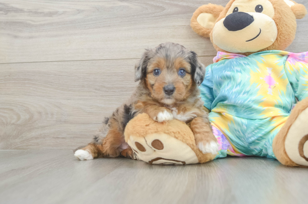 5 week old Mini Aussiedoodle Puppy For Sale - Florida Fur Babies