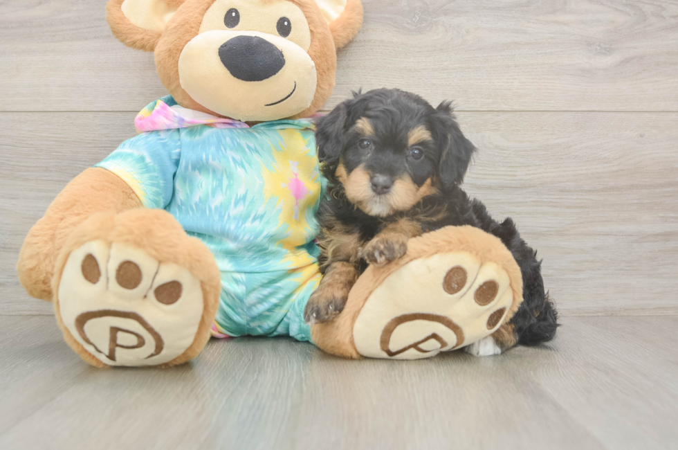 5 week old Mini Aussiedoodle Puppy For Sale - Florida Fur Babies