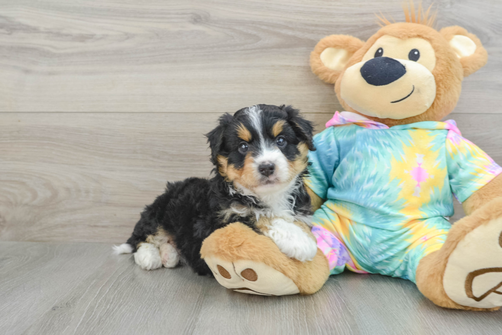 Mini Aussiedoodle Puppy for Adoption