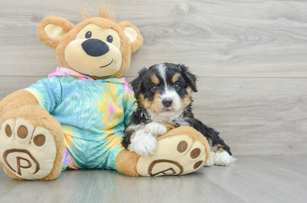 6 week old Mini Aussiedoodle Puppy For Sale - Florida Fur Babies