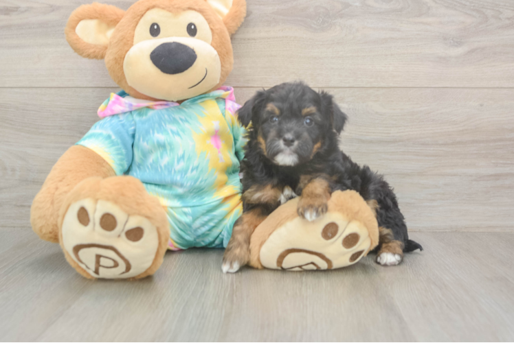 Mini Aussiedoodle Puppy for Adoption