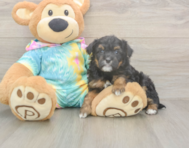 7 week old Mini Aussiedoodle Puppy For Sale - Florida Fur Babies