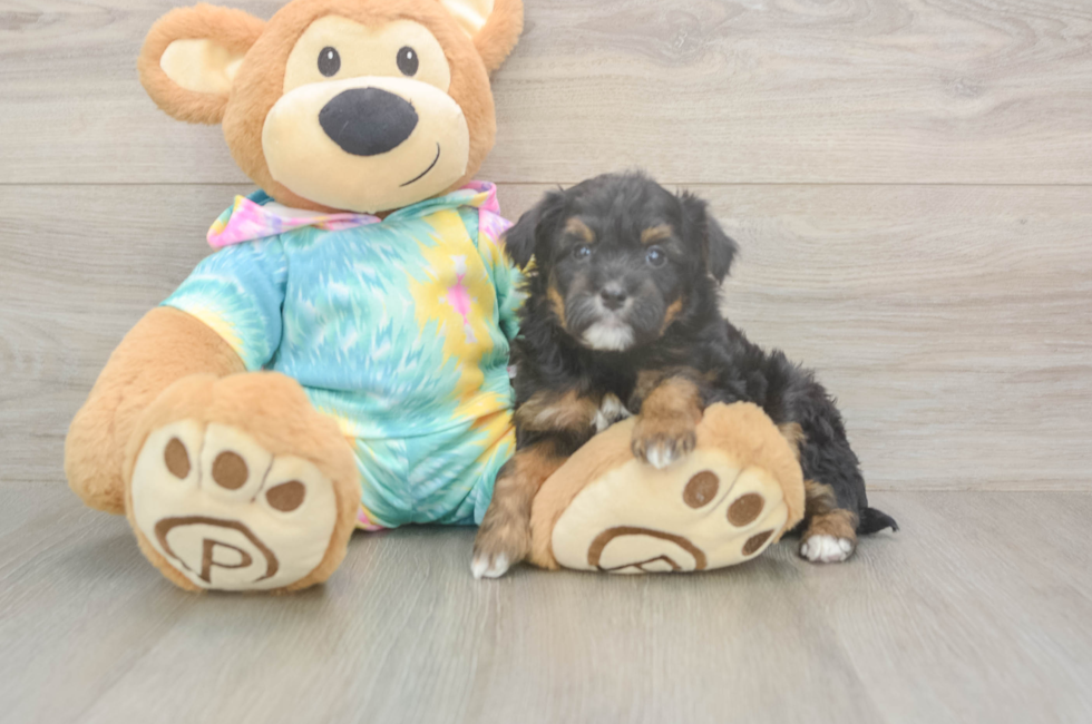 5 week old Mini Aussiedoodle Puppy For Sale - Florida Fur Babies