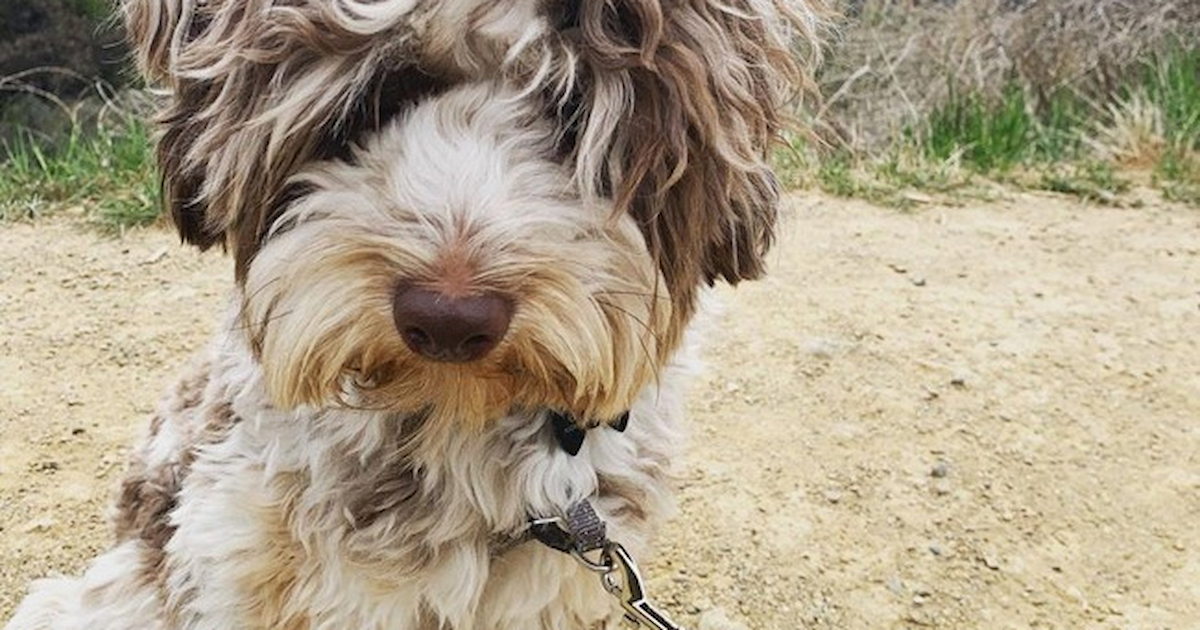 Mini Aussiedoodle Puppies for Sale Florida Fur Babies
