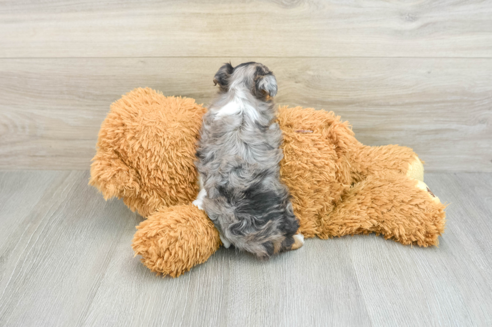 Mini Aussiedoodle Pup Being Cute