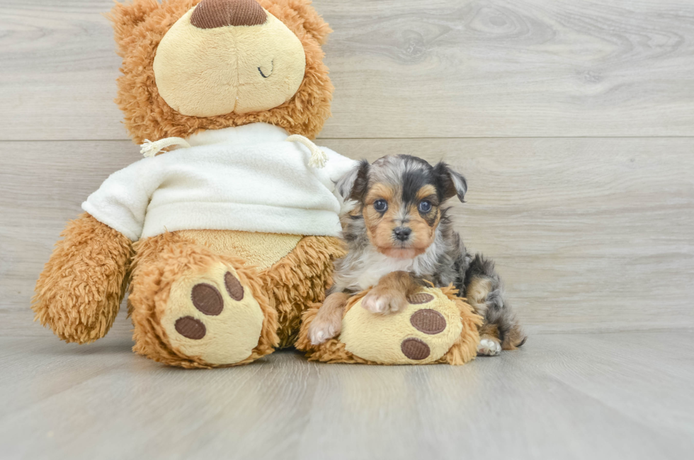 5 week old Mini Aussiedoodle Puppy For Sale - Florida Fur Babies