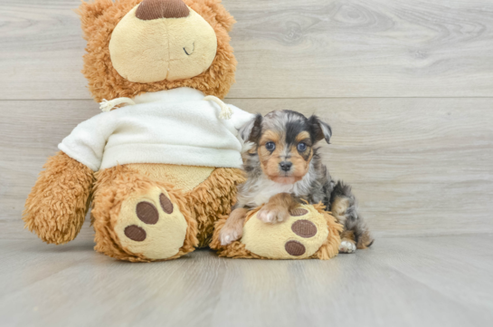 Mini Aussiedoodle Puppy for Adoption