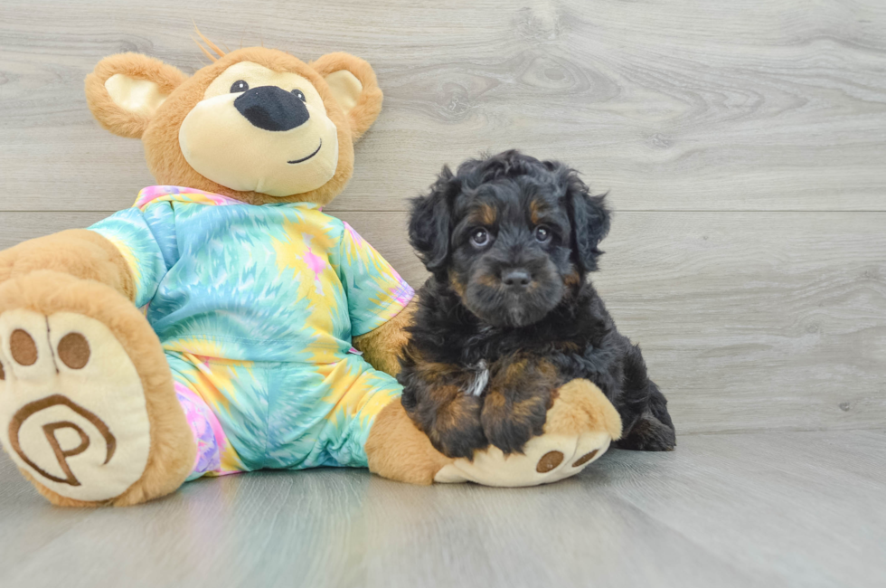 7 week old Mini Aussiedoodle Puppy For Sale - Florida Fur Babies