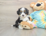 5 week old Mini Aussiedoodle Puppy For Sale - Florida Fur Babies
