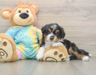8 week old Mini Aussiedoodle Puppy For Sale - Florida Fur Babies