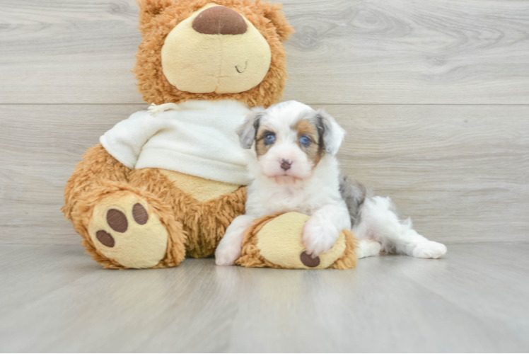 Popular Mini Aussiedoodle Poodle Mix Pup