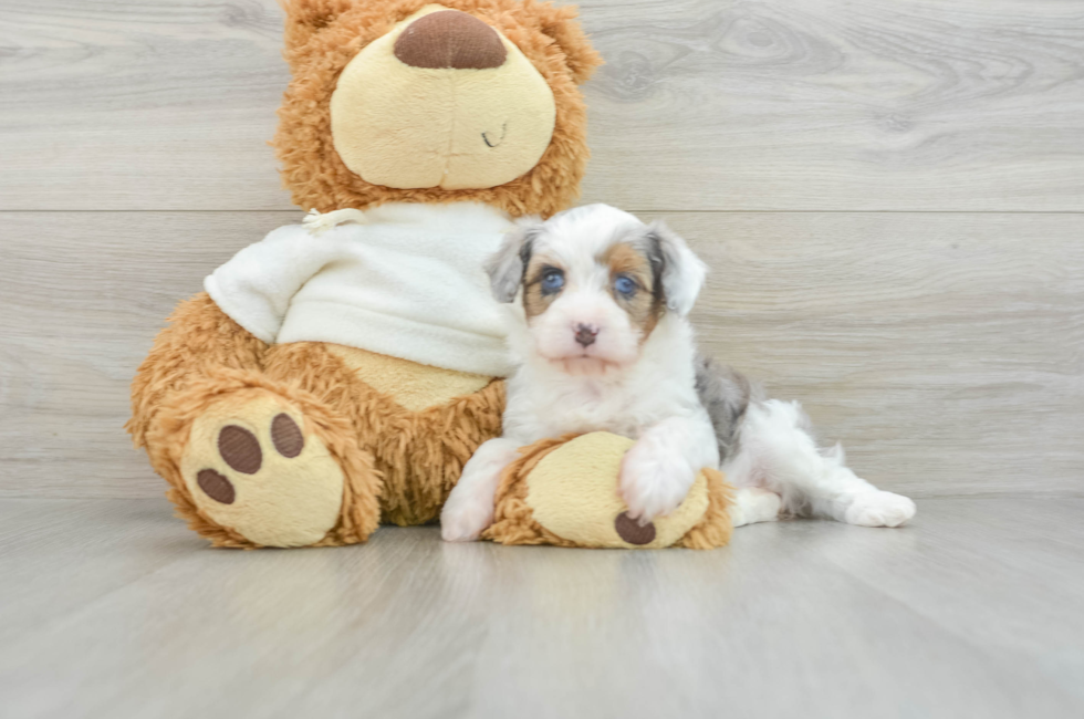 5 week old Mini Aussiedoodle Puppy For Sale - Florida Fur Babies