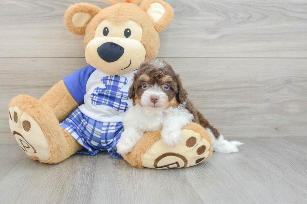 6 week old Mini Aussiedoodle Puppy For Sale - Florida Fur Babies