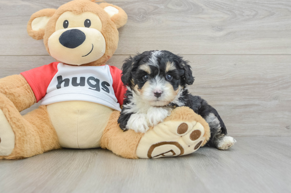 5 week old Mini Aussiedoodle Puppy For Sale - Florida Fur Babies