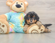 6 week old Mini Aussiedoodle Puppy For Sale - Florida Fur Babies
