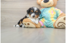 Mini Aussiedoodle Puppy for Adoption