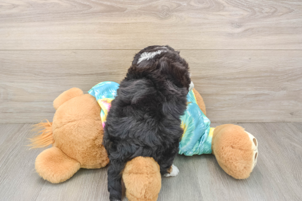 Adorable Mini Australian Shepherd X Poodle Mix Poodle Mix Puppy