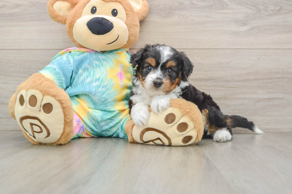 Best Mini Aussiedoodle Baby