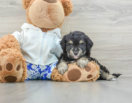 8 week old Mini Aussiedoodle Puppy For Sale - Florida Fur Babies