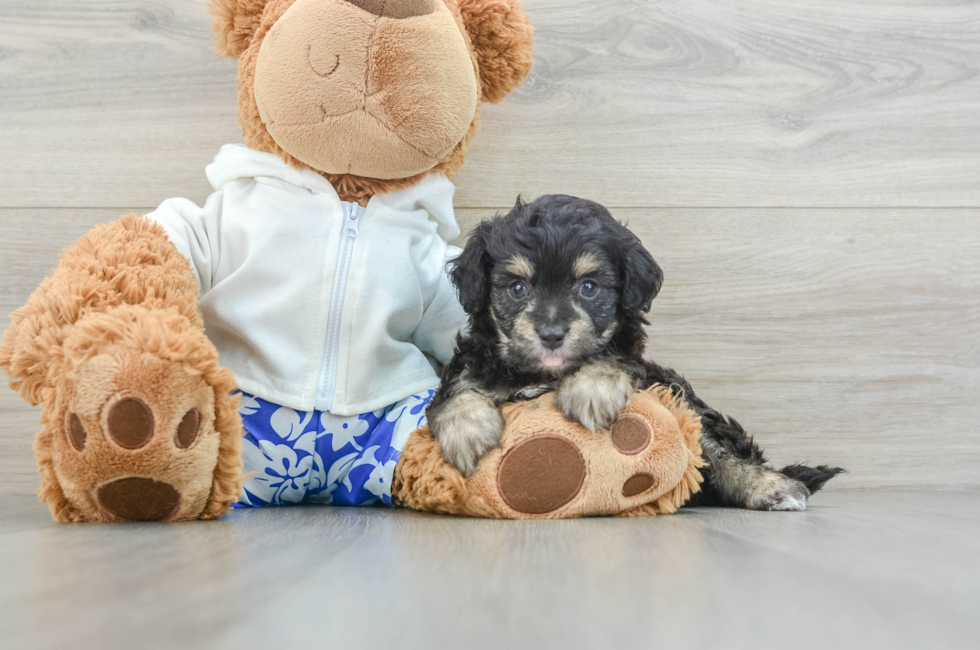 6 week old Mini Aussiedoodle Puppy For Sale - Florida Fur Babies