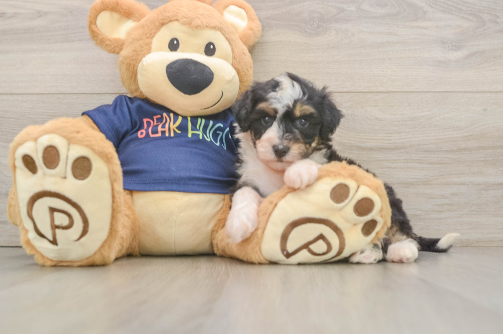 5 week old Mini Aussiedoodle Puppy For Sale - Florida Fur Babies