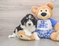7 week old Mini Aussiedoodle Puppy For Sale - Florida Fur Babies